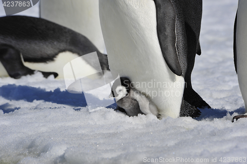 Image of Emperor Penguin with chick