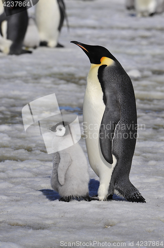 Image of Emperor Penguin with chick