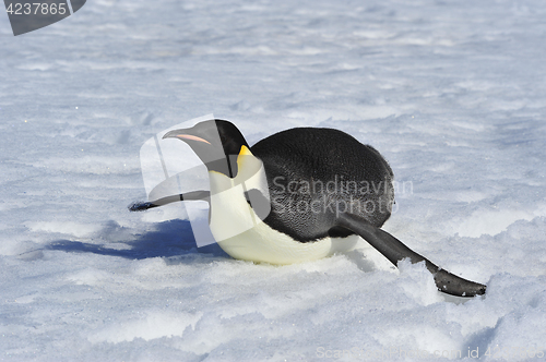 Image of Emperor Penguin on the snow