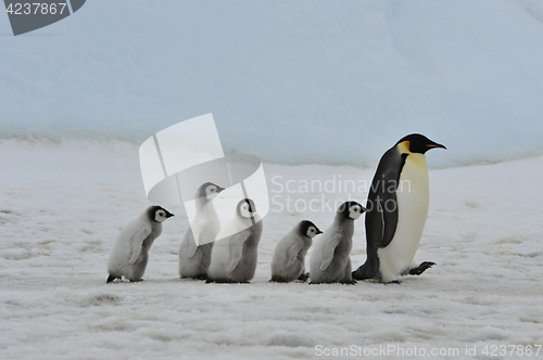 Image of Emperor Penguins with chicks