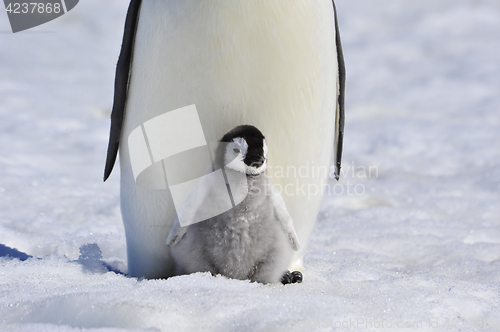 Image of Emperor Penguin with chick