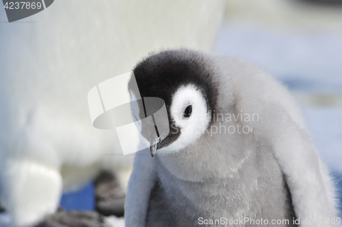 Image of Emperor Penguin chicks in Antarctica