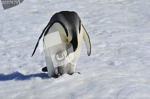 Image of Emperor Penguin with chick