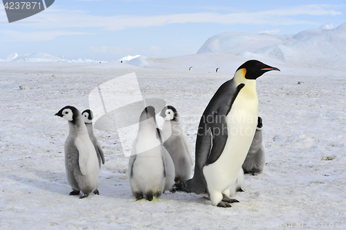 Image of Emperor Penguins with chicks