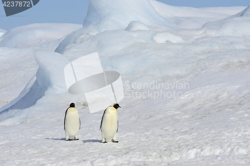 Image of Emperor Penguins on the ice