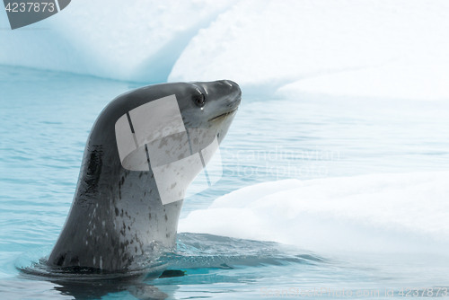 Image of Leopard Seal on Ice Floe