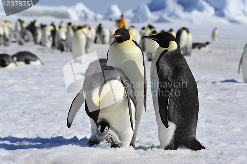 Image of Emperor Penguins with chick