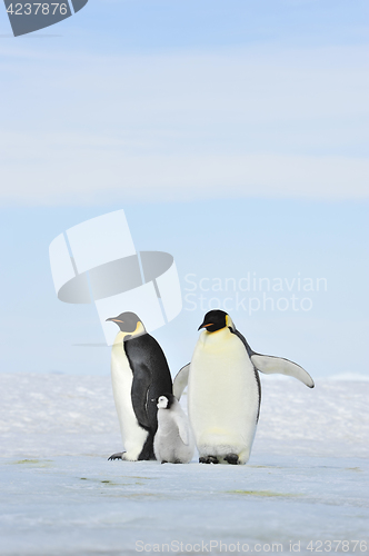 Image of Emperor Penguins on the ice