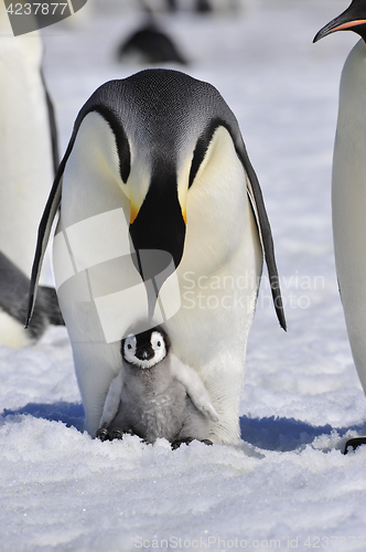 Image of Emperor Penguins with chick