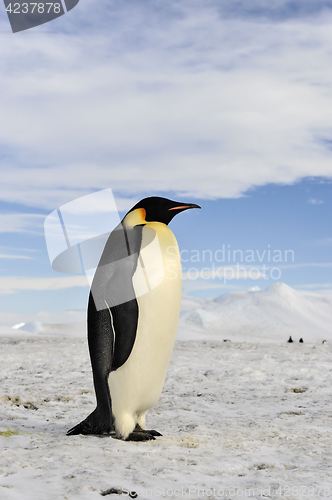 Image of Emperor Penguin on the snow