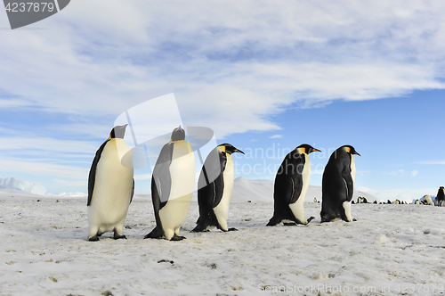 Image of Emperor Penguins on the snow