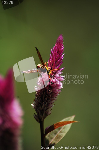 Image of a busy hornet