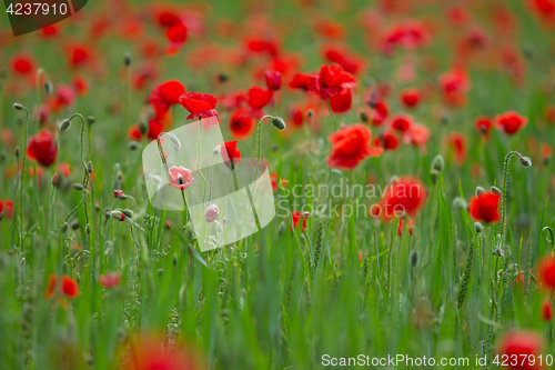 Image of Many poppies in a field a cloudy sommer day