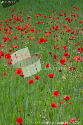 Image of Many poppies in a field a cloudy sommer day