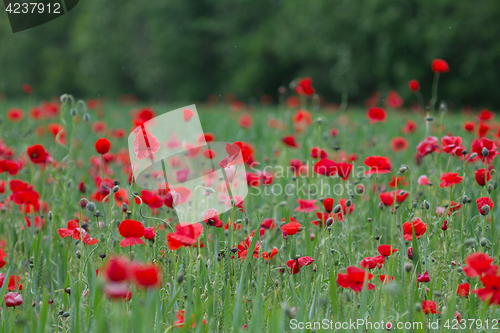 Image of Many poppies in a field a cloudy sommer day