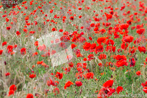 Image of Many poppies in a field a cloudy sommer day