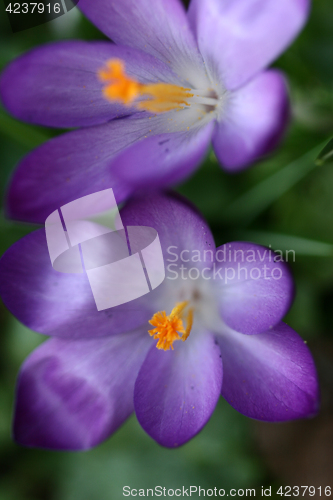 Image of Close up of violet crocus flowers in a field