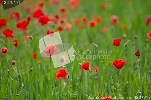 Image of Many poppies in a field a cloudy sommer day