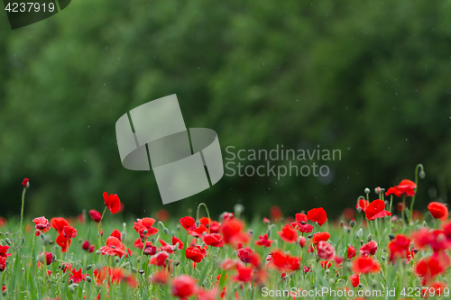 Image of Many poppies in a field a cloudy sommer day