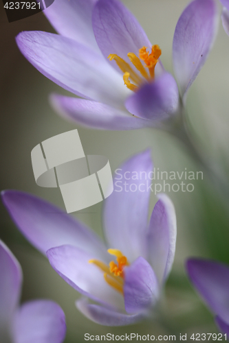 Image of Close up of violet crocus flowers in a field