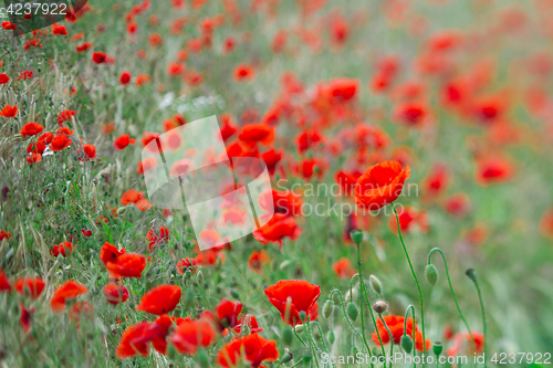 Image of Many poppies in a field a cloudy sommer day