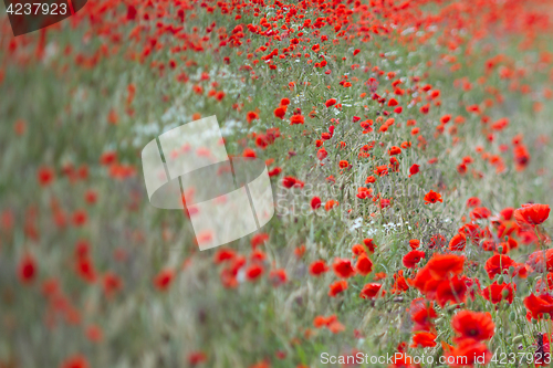 Image of Many poppies in a field a cloudy sommer day