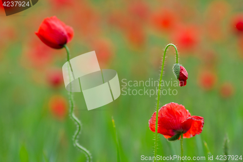 Image of Many poppies in a field a cloudy sommer day