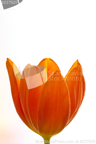 Image of Orange and red tulip flowers closeup