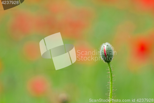 Image of Many poppies in a field a cloudy sommer day