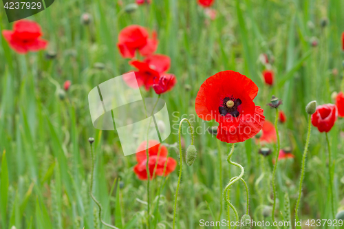 Image of Many poppies in a field a cloudy sommer day