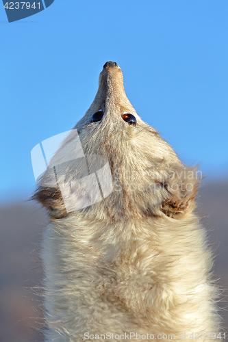 Image of Fox Fur Scarf