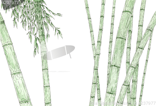 Image of Bamboo stems and foliage over white background