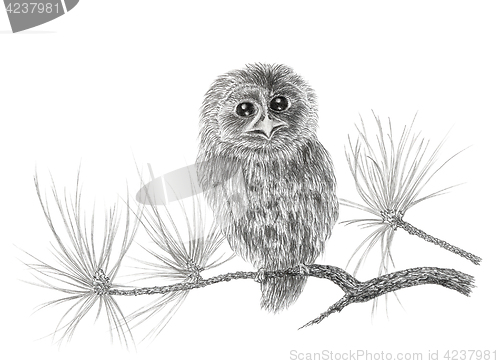 Image of Young Tawny owl (Strix aluco) on a coniferous tree branch