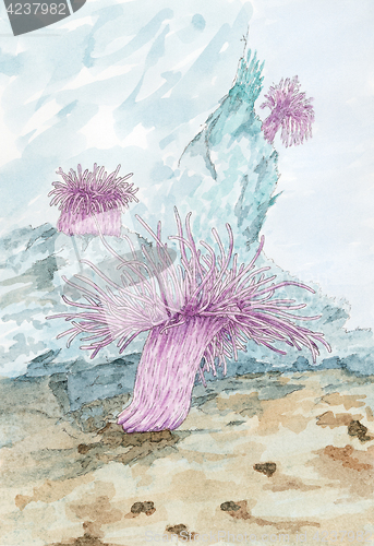 Image of Painting of a Sea anemones polyps