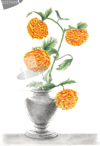 Image of Drawing of a Chrysanthemums in a vase