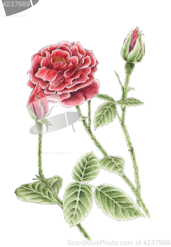 Image of Drawing of a garden rose over white background