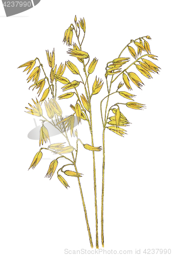 Image of Ears of Common oat (Avena sativa) botanical drawing