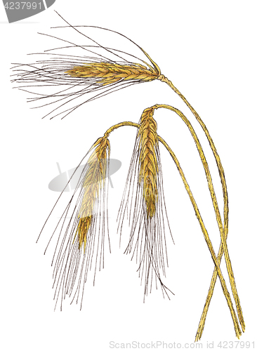 Image of Ears of Barley (Hordeum vulgare) botanical drawing