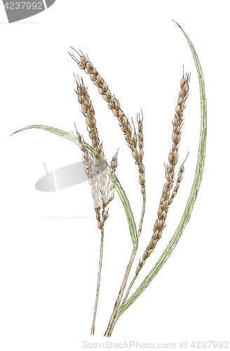 Image of Ears of Asian rice (Oryza sativa) botanical drawing