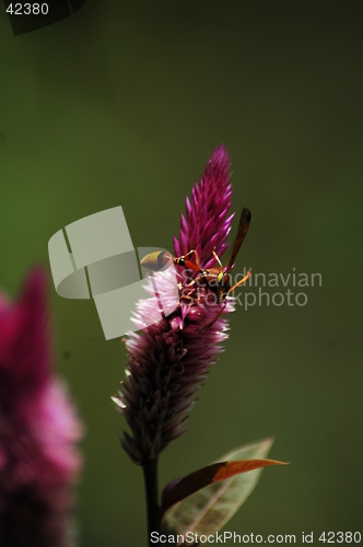 Image of a busy hornet