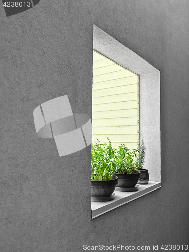 Image of Potted herbs on a window sill