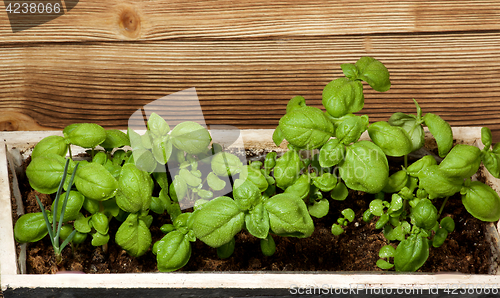 Image of Fresh Green Basil 