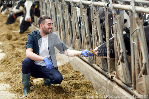 Image of man feeding cows with hay in cowshed on dairy farm