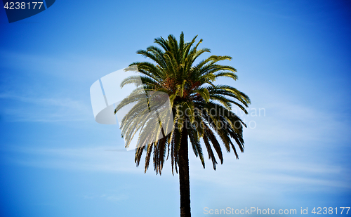 Image of Single Palm Tree