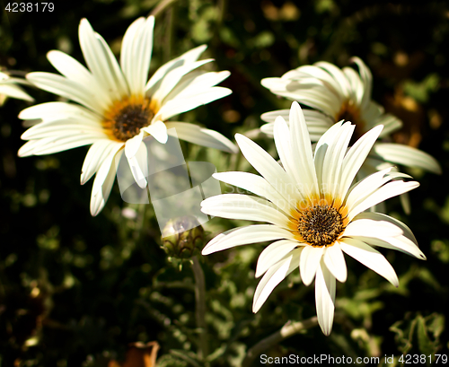 Image of African Daisy Flowers