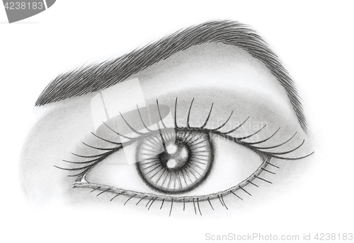 Image of Eye and brow over white background