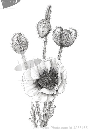 Image of Drawing of a Poppy (Papaver) over white background