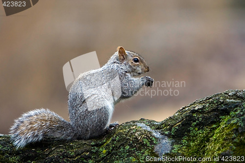 Image of Squirrel eating