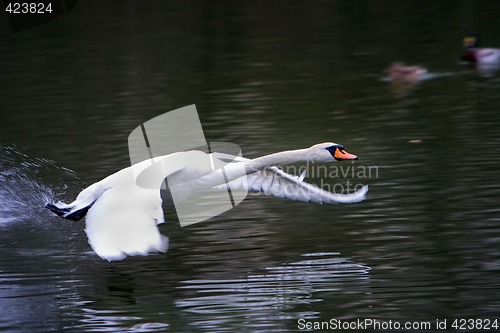 Image of Flying Swan