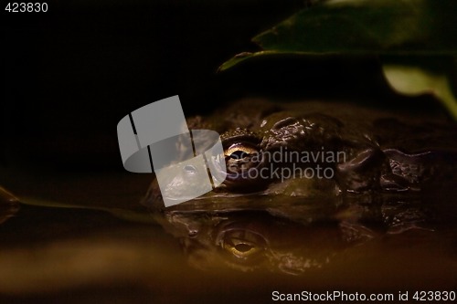 Image of Toad in murky water